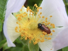 Arthrobrachus nigromaculatus