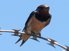 Hirundo rustica rustica