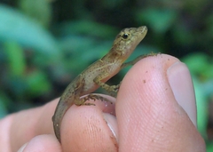 Anolis osa