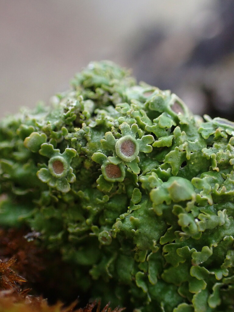 Fancy Frost Lichen