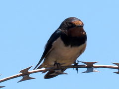 Hirundo rustica rustica