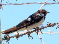 Hirundo rustica rustica