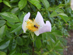 Arthrobrachus nigromaculatus