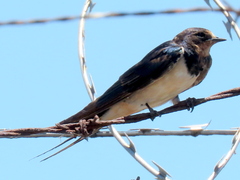 Hirundo rustica rustica