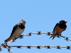Hirundo rustica rustica