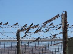 Hirundo rustica rustica