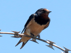 Hirundo rustica rustica