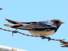 Hirundo rustica rustica