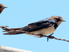 Hirundo rustica rustica