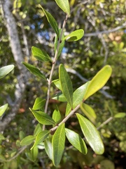 Forestiera segregata