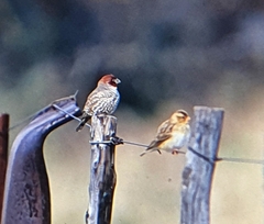 Amadina erythrocephala