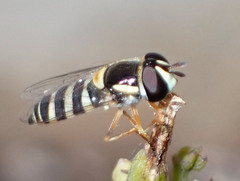 Ischiodon aegyptius
