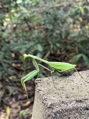 Stagmomantis theophila