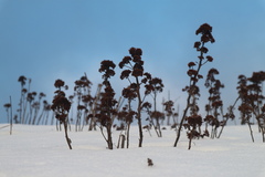 Hylotelephium telephium