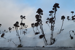 Hylotelephium telephium