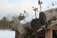 Hylotelephium telephium