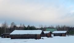 Hylotelephium telephium