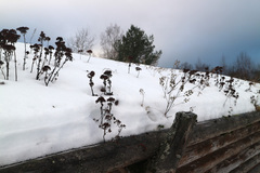 Hylotelephium telephium