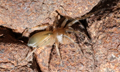 Trachelidae