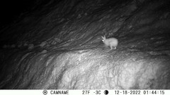 Lepus timidus