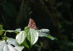 Charaxes numenes aequatorialis