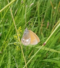 Coenonympha glycerion