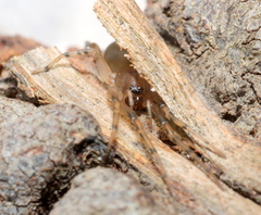 Trachelidae