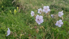 Geranium pratense