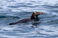 Megadyptes antipodes