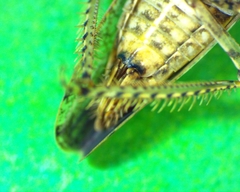 Paraphlepsius tennessus