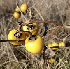 Solanum dimidiatum