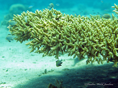 Dascyllus marginatus