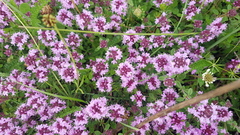 Thymus pulegioides