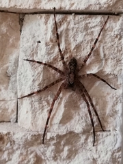 Acanthoctenus