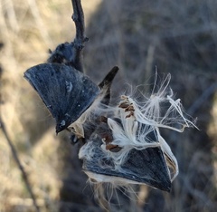 Asclepias viridiflora