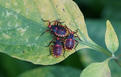 Spartocera