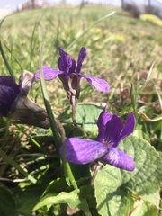 Viola odorata