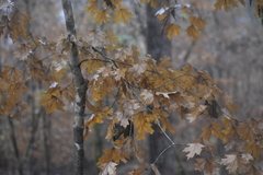 Acer leucoderme