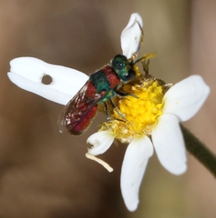 Pseudochrysis uniformis