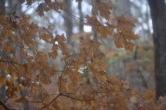 Acer leucoderme