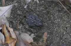 Anaxyrus fowleri
