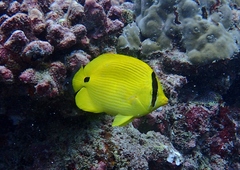 Yellow Butterflyfish photo 3