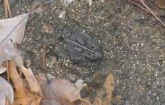Anaxyrus fowleri