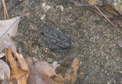Anaxyrus fowleri