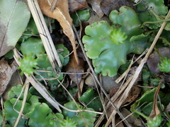 Marchantia polymorpha