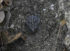 Anaxyrus fowleri