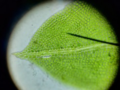 Fissidens taxifolius