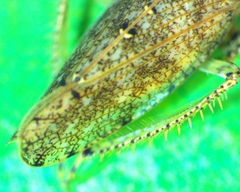 Paraphlepsius tennessus