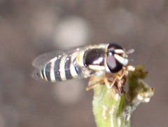 Ischiodon aegyptius