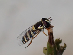 Ischiodon aegyptius